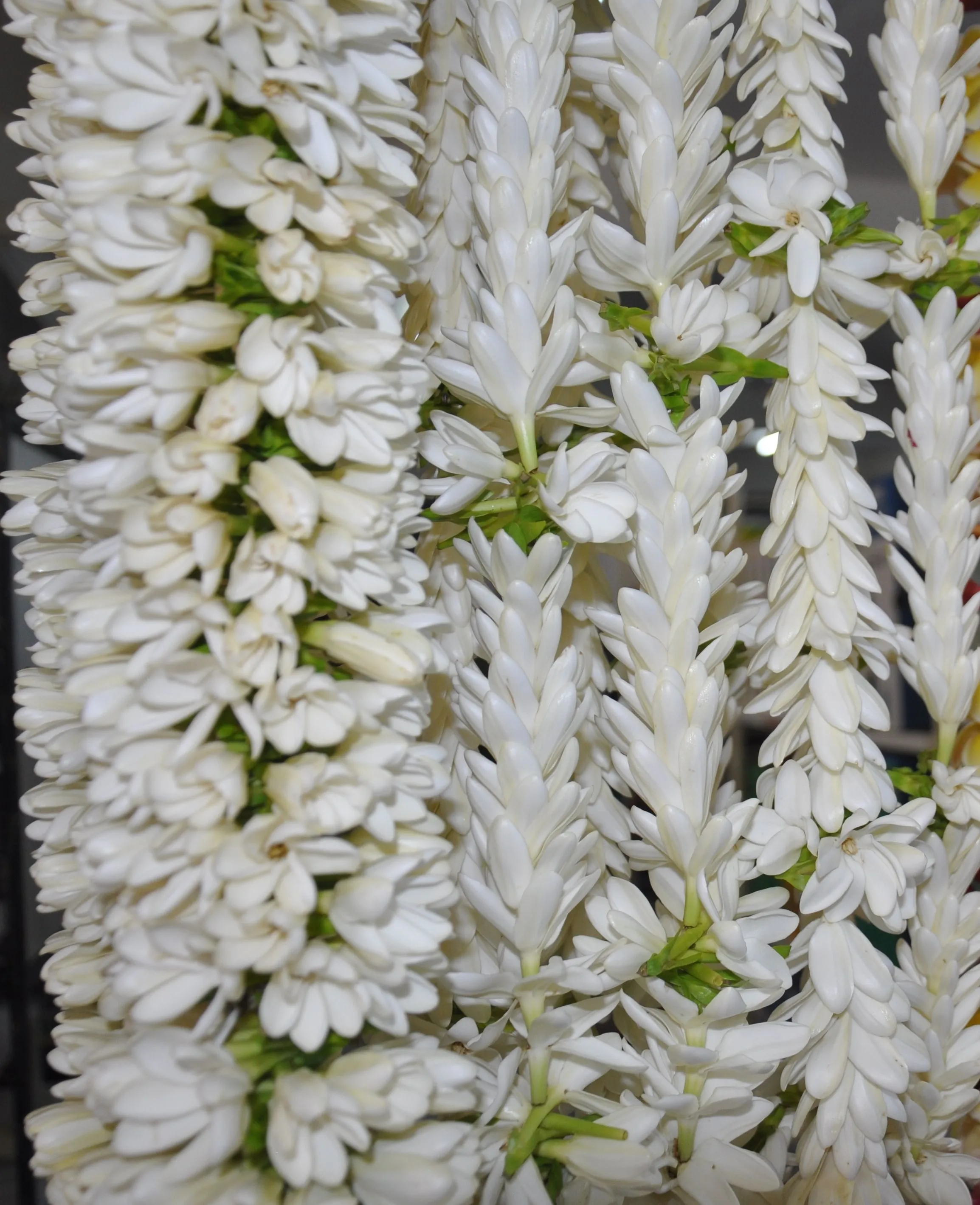 Un collier de fleurs de tiare, tressées à la main, posé sur un tissu clair